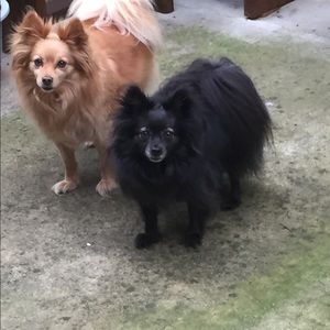 Meet your Posher, Aj